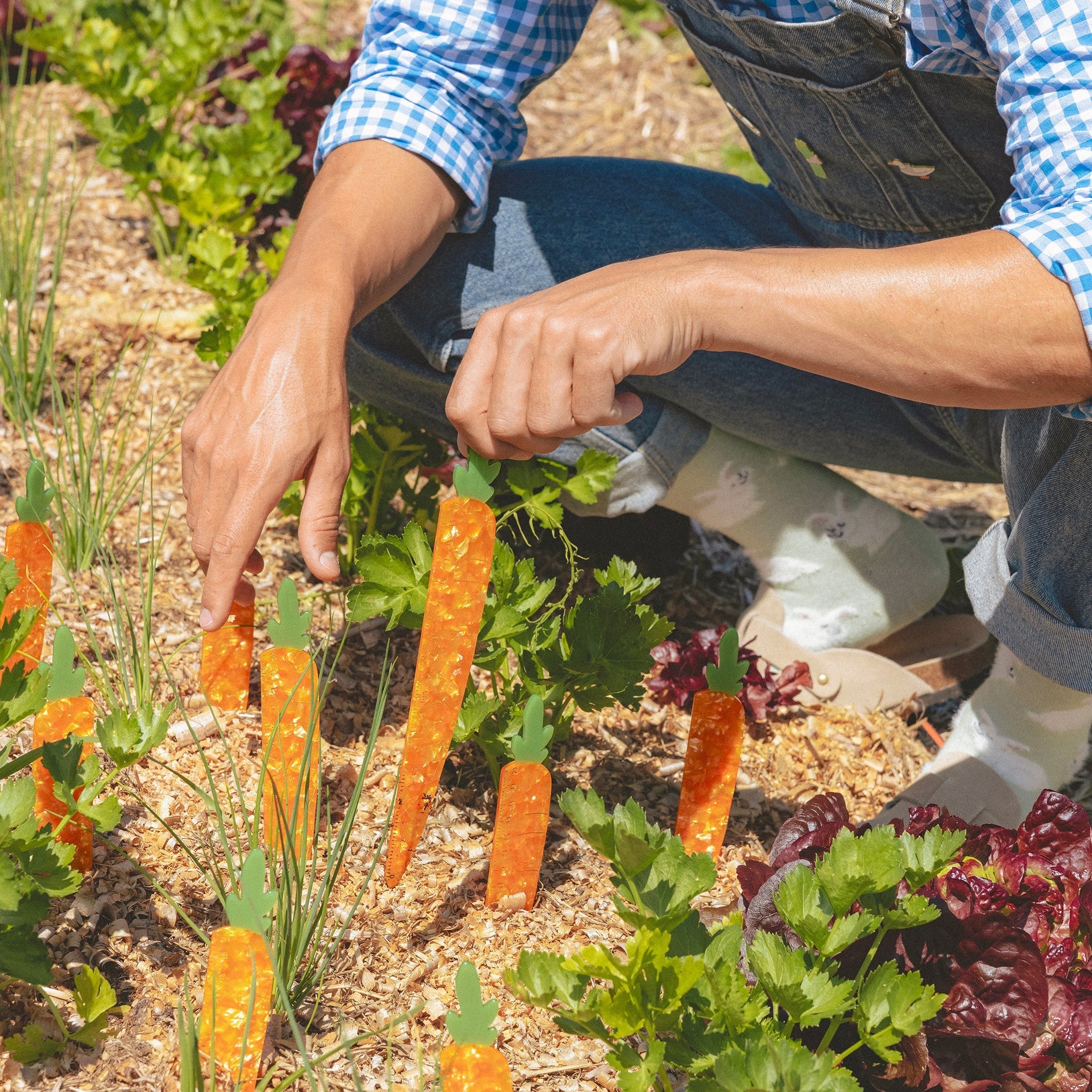 Coucou Suzette Ruler (Carrot)