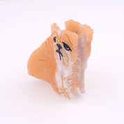 Hair Claw (English Bulldog)